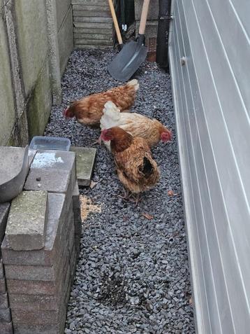 3 legkippen elke dag verse eieren beschikbaar voor biedingen