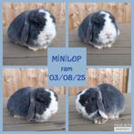 Prachtig MİNİLOP rammetje, Dieren en Toebehoren, Konijnen, Mannelijk, Dwerg, Hangoor, 0 tot 2 jaar