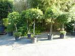laurier, Tuin en Terras, Planten | Bomen, Ophalen, Lente, Halfschaduw, 100 tot 250 cm