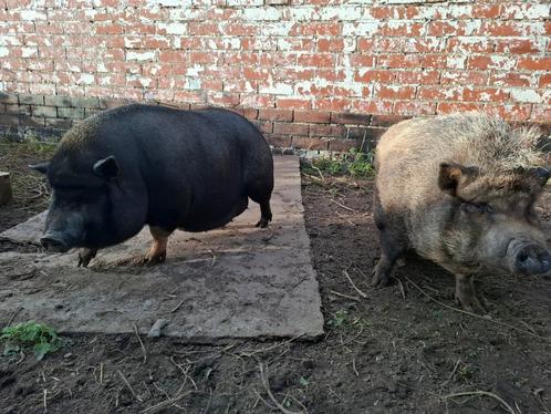 Hangbuikvarken, Dieren en Toebehoren, Schapen, Geiten en Varkens, Varken, Vrouwelijk