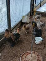 Verse broedeieren van zijdehoenders, Kip