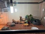 À vendre terrarium et couple de gecko léopard, Dieren en Toebehoren, Ophalen, Zo goed als nieuw