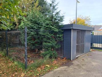 Hondenren te koop in Grote Brogel  beschikbaar voor biedingen