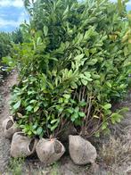 Prinus l Rotundifolia, Tuin en Terras, Planten | Struiken en Hagen, Ophalen of Verzenden