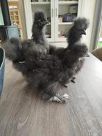 Zijdehoen zwart, Dieren en Toebehoren