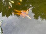 Koi vissen te koop, Dieren en Toebehoren, Vissen | Vijvervissen, Karper of Koi