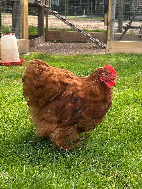 Cochin kriel rood, Dieren en Toebehoren, Pluimvee, Kip
