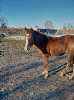 Prachtige jaarling merrie, Dieren en Toebehoren, Paarden, Merrie, Minder dan 160 cm, 0 tot 2 jaar, Gechipt