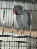 Handtamme halsbandparkieten, Dieren en Toebehoren, Vogels | Parkieten en Papegaaien