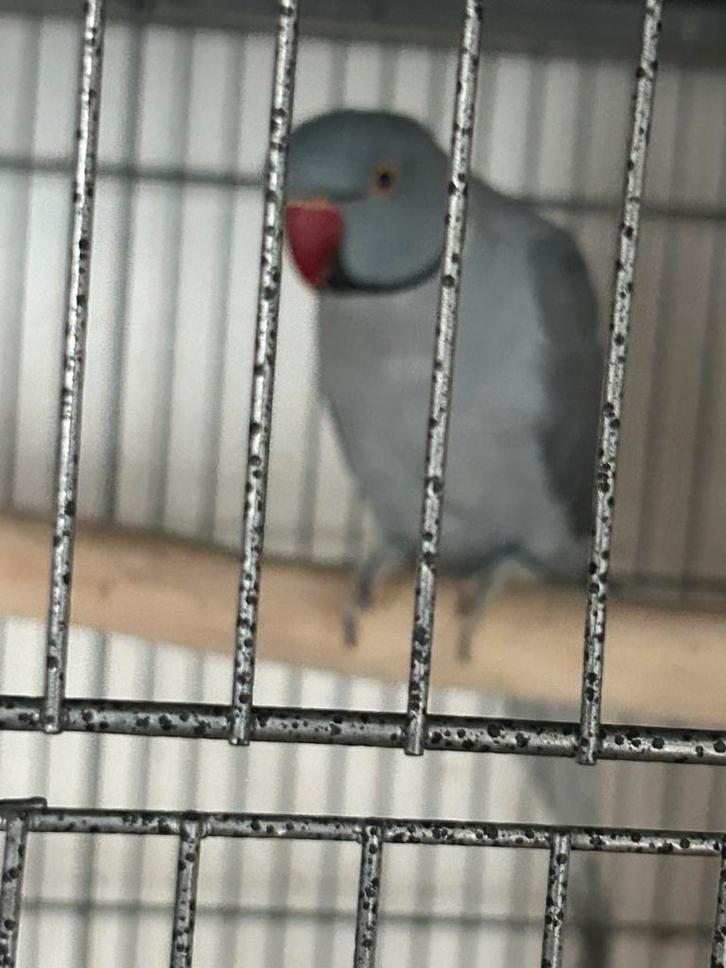 Handtamme halsbandparkieten, Dieren en Toebehoren, Vogels | Parkieten en Papegaaien