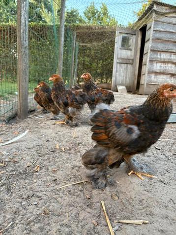 Brahma goudpatrijs haantjes