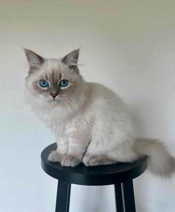 Neva Masquerade kitten beschikbaar voor biedingen
