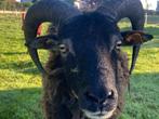 Soay Ram, Dieren en Toebehoren, Schapen, Geiten en Varkens, Mannelijk, Schaap, 0 tot 2 jaar