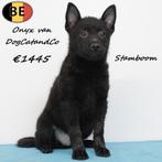 Orin & Onyx van DogCatandCo – Schipperkes met Stamboom, België, CDV (hondenziekte), 8 tot 15 weken, Meerdere