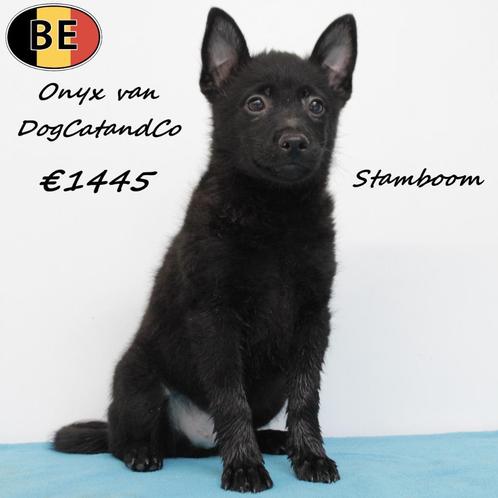 Orin & Onyx van DogCatandCo – Schipperkes met Stamboom, Dieren en Toebehoren, Honden | Herdershonden en Veedrijvers, Reu, Overige rassen