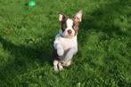 Boston terrier pups, Dieren en Toebehoren, Honden | Jack Russells en Terriërs, 15 weken tot 1 jaar, Overige rassen, Buitenland