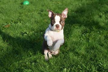 Boston terrier pups beschikbaar voor biedingen