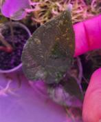 Alocasia Antoro Velvet variegata, Ophalen of Verzenden