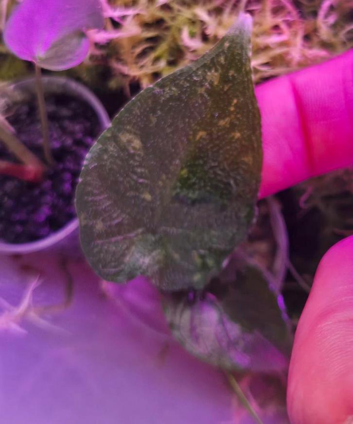 Alocasia Antoro Velvet variegata, Huis en Inrichting, Kamerplanten, Ophalen of Verzenden