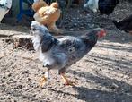 Gratis jonge hanen kruising brahma haan en muisgrijze legkip, Dieren en Toebehoren