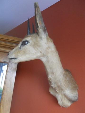 Antilope beschikbaar voor biedingen