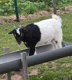 Dwerg geiten., Dieren en Toebehoren