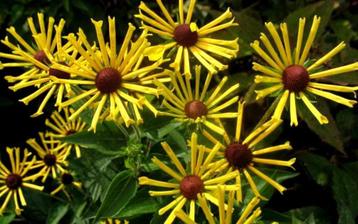      Rudbeckia 'Henry Eilers' (zonnehoed) beschikbaar voor biedingen