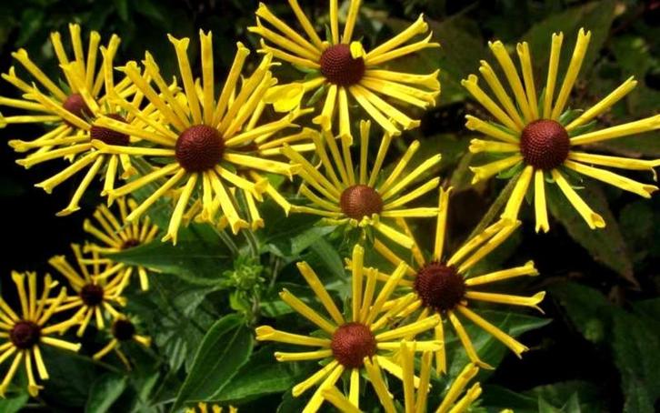 Rudbeckia 'Henry Eilers' (zonnehoed), Tuin en Terras, Planten | Tuinplanten, Vaste plant, Overige soorten, Volle zon, Zomer, Ophalen