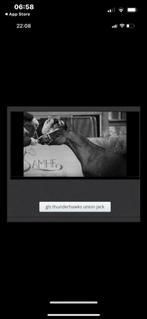 Brave 12 jarige hengste vol stamboek, Dieren en Toebehoren, A pony (tot 1.17m), Gechipt