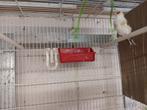 Chardonneret, Dieren en Toebehoren, Vogels | Overige Vogels, Vrouwelijk, Wildzangvogel, Geringd