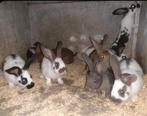 Jonge konijnen, Dieren en Toebehoren, Konijnen