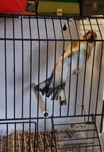 Major putter xxl wildkleur 2025. Prijs 100 €., Mâle