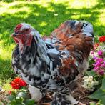 Brahma haan, Dieren en Toebehoren, Pluimvee