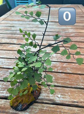 Terrarium accessoires uit te kiezen beschikbaar voor biedingen