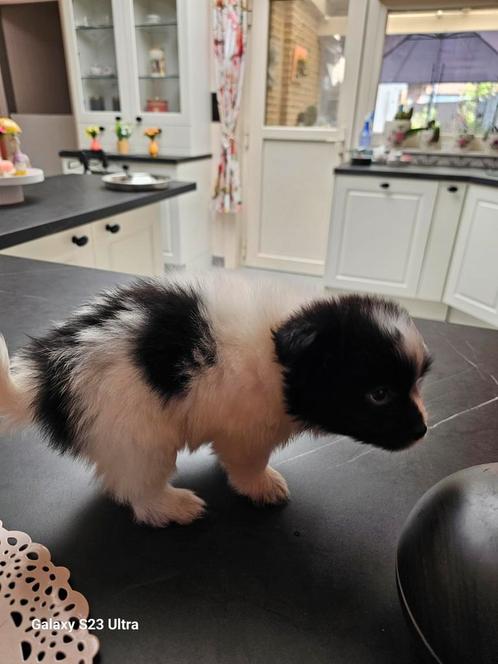 Maltezer kruising. MALTIPOMS  huiselijke sfeer, Dieren en Toebehoren, Honden | Chihuahua's en Gezelschapshonden, Meerdere dieren