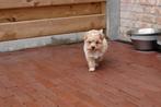 Prachtige Maltipoo pups (maltezer x toy poedel), Dieren en Toebehoren, Honden | Chihuahua's en Gezelschapshonden, CDV (hondenziekte)