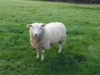 Ooilammeren gezocht van dit jaar, Dieren en Toebehoren, Schapen, Geiten en Varkens, Schaap