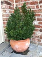 Buis, Tuin en Terras, Volle zon, Vaste plant, Bloeit niet, Ophalen