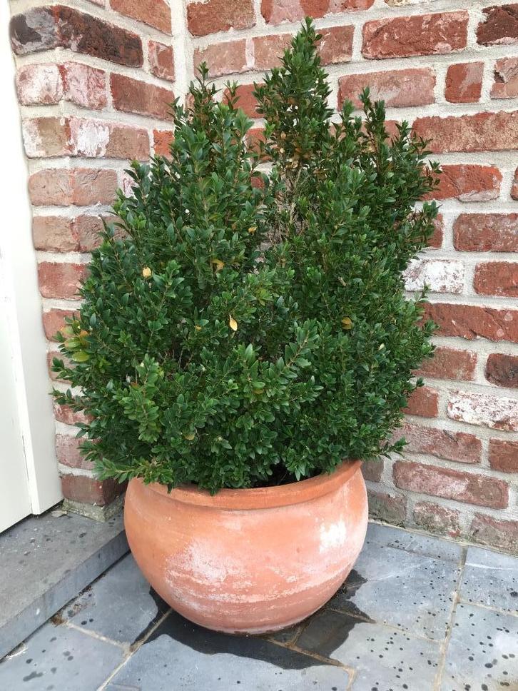 Buis, Tuin en Terras, Planten | Tuinplanten, Vaste plant, Overige soorten, Volle zon, Bloeit niet, Ophalen