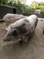 Varken, Dieren en Toebehoren, Mannelijk, Varken, 6 jaar of ouder