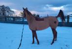 Jument 4 ans - debourré - tres brave, Dieren en Toebehoren, Merrie