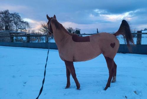 Jument 4 ans - debourré - tres brave, Dieren en Toebehoren, Paarden, Merrie