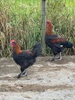 Jeunes coqs Marans, Dieren en Toebehoren, Ophalen, Nieuw