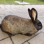 Mooie vlees konijn Voedster om te kweken 35€., Dieren en Toebehoren