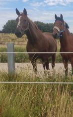 Fokmerrie/draagmerrie TE HUUR ‼️, Animaux & Accessoires, Chevaux & Poneys | Étalons & Juments poulinières, Jument