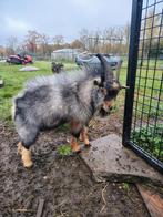3 (bokken) dwerggeiten, Dieren en Toebehoren, Schapen, Geiten en Varkens