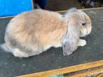 Franse hangoor ram, Mannelijk, Groot, Hangoor, 0 tot 2 jaar