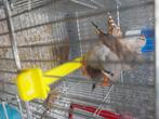 Zebravinken, Dieren en Toebehoren, Vogels | Kanaries, Meerdere dieren, Bastaard