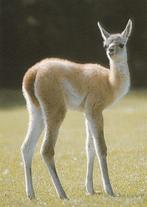 JONGE  GUANACO, Collections, Cartes postales | Animaux, Envoi, Non affranchie, Animal sauvage