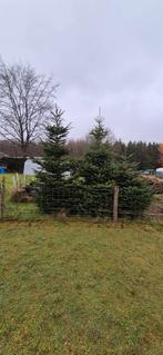 A vendre Sapin de Noël Nordmann, Enlèvement